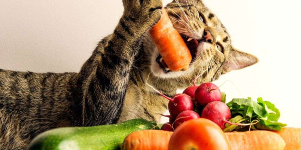 Es buena la dieta vegana para los perros y gatos