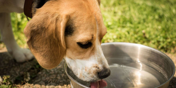 Lo que hace el agua en los perros