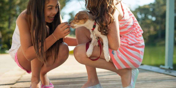 Se dispara en Colombia el seguro para mascotas. 5 razones para estar protegidos