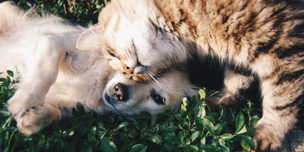 Empresa colombiana lanza alimento para perros y gatos