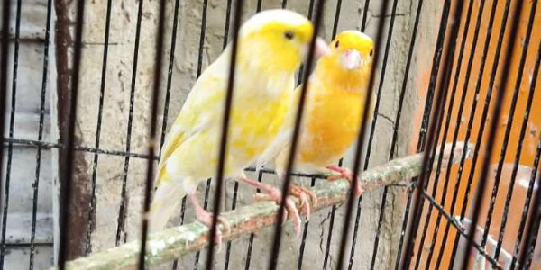 Rescatan animales en Bogotá