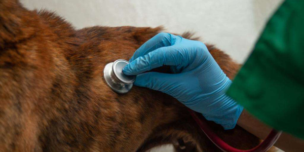 Cuidado con los cambios de temperatura para los animales de compañía