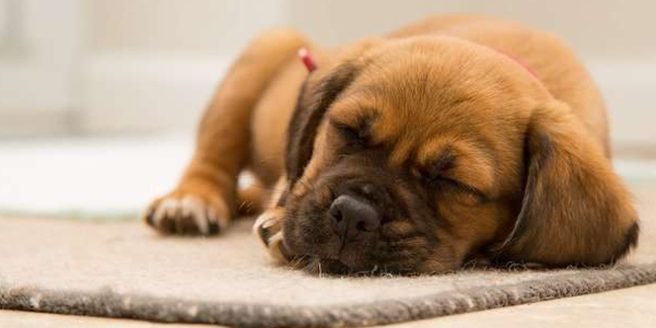 Conozca más sobre hipertensión arterial en perros y gatos