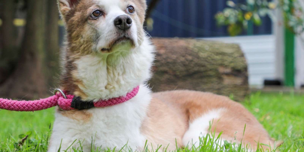 En julio nuevas citas para adoptar en Bogotá