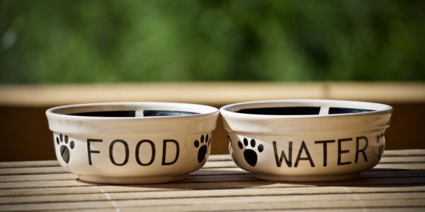 Consejos para mantener un estómago sensible en perros y gatos