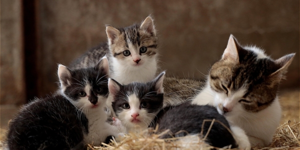 Nuestro gato y el Toxoplasma gondii: cómo cuidarlo sin miedo y con mucho amor