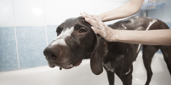 ¿Tu perro odia el baño? Descubre por qué y cómo ayudarlo en 5 pasos