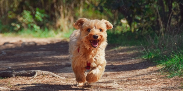 Caminar: la mejor medicina para el bienestar de tu perro