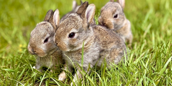 ¿Animales no convencionales en casa? Esto debes saber