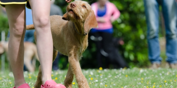 Recomendaciones para cuidar a tu mascota en Semana Santa: guía práctica para evitar riesgos