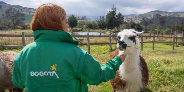 Bogotá le dice no a la explotación animal en el espacio público