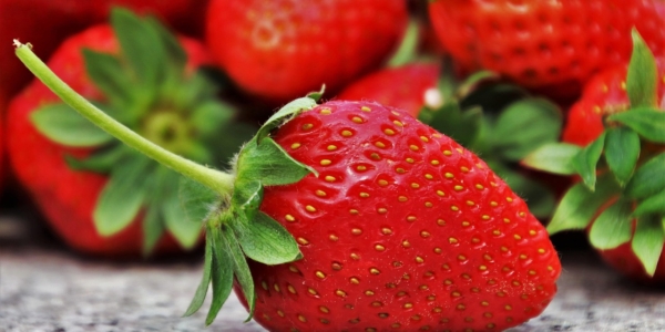 Frutas y verduras para perros: beneficios, cómo incluirlas y guía completa de nutrición saludable