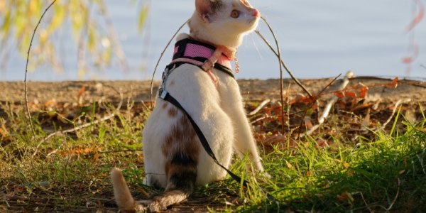 Guía para adiestrar a tu gato con arnés