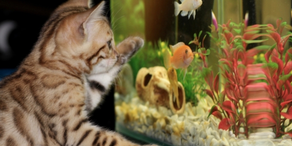 De la pecera de bola al acuario real: Guía de supervivencia para tener tu primer pez en casa