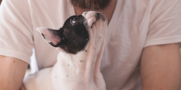 Esterilización: un acto de amor que transforma la vida de tu mascota