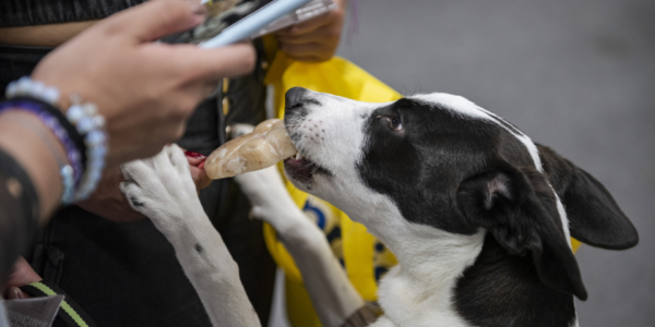 Expopet y la Alcaldía de Bogotá reunirán ayudas para los animales víctimas del terremoto en Colombia 