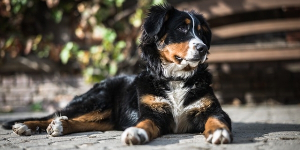 ¿Tu perro parece de más edad? 5 claves para reducir su edad biológica y mantenerlo joven