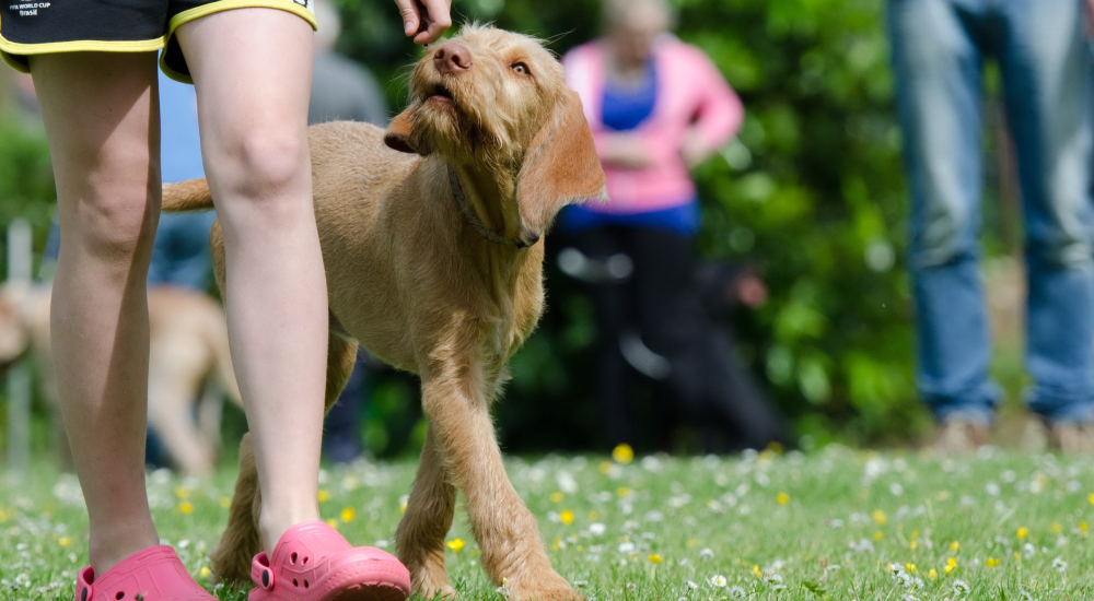 825545-dog-school-672717 (1) 825545-dog-school-672717 (1)