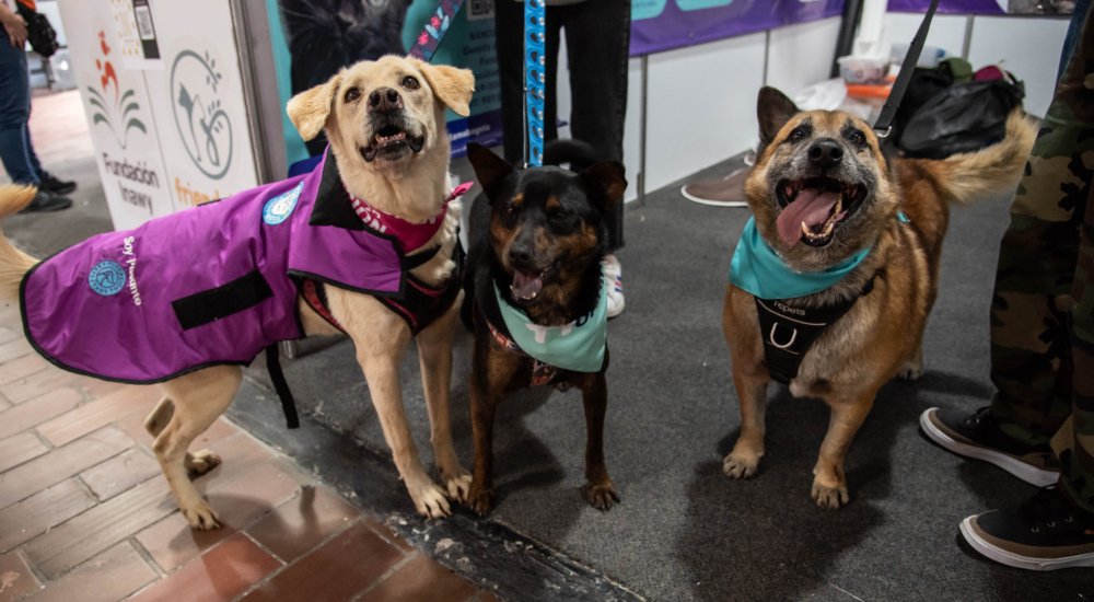 En Expopet, 101 perros y gatos rescatados del abandono esperan encontrar un hogar responsable En Expopet, 101 perros y gatos rescatados del abandono esperan encontrar un hogar responsable