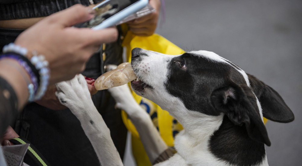 Expopet y la Alcaldia de Bogotá reunirán ayudas para los animales víctimas del terremoto en Colombia41 (1) Expopet y la Alcaldia de Bogotá reunirán ayudas para los animales víctimas del terremoto en Colombia41 (1)