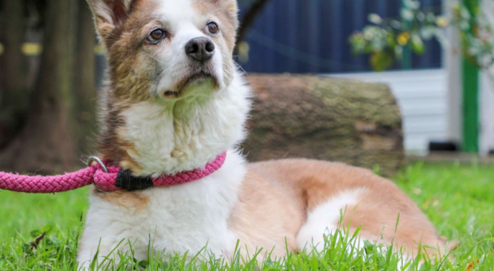 Día Mundial del Perro sin Raza