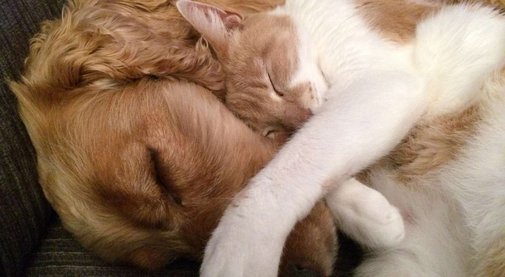 cat-and-dog-g4de55ed8e_1280_Imagen de Ian Kevan en Pixabay_PORTADA