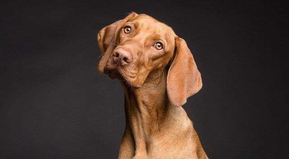 dog-3277416_640