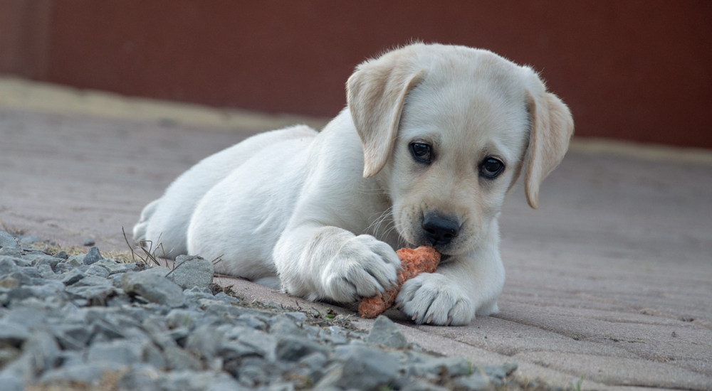 dog-4203732_1280 (1)