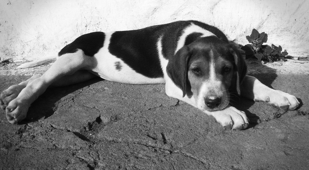 dog-Imagen de metalandrew en Pixabay