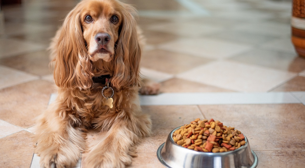 english-cocker-spaniel-5937760_1280_Adriana Morales en Pixabay