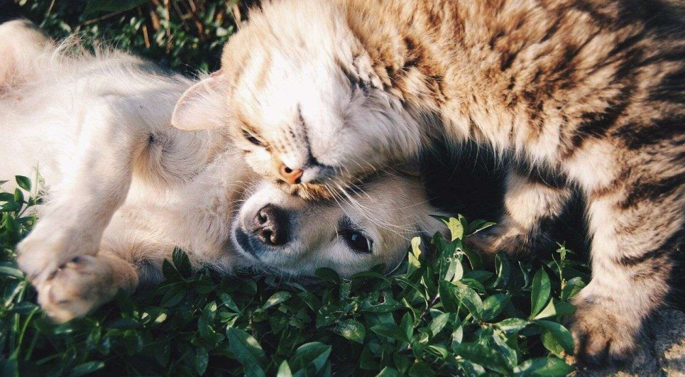 friends-1149841_1280